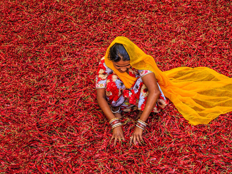 Lady in a field of red chillies