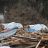 ShelterBox tents stand amongst rubble in Japan