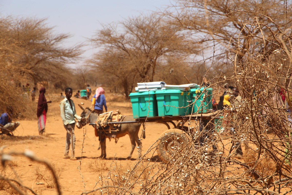 A donkey carrying Shelter boxes