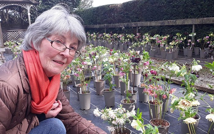 Woman next to Hellebore flowers