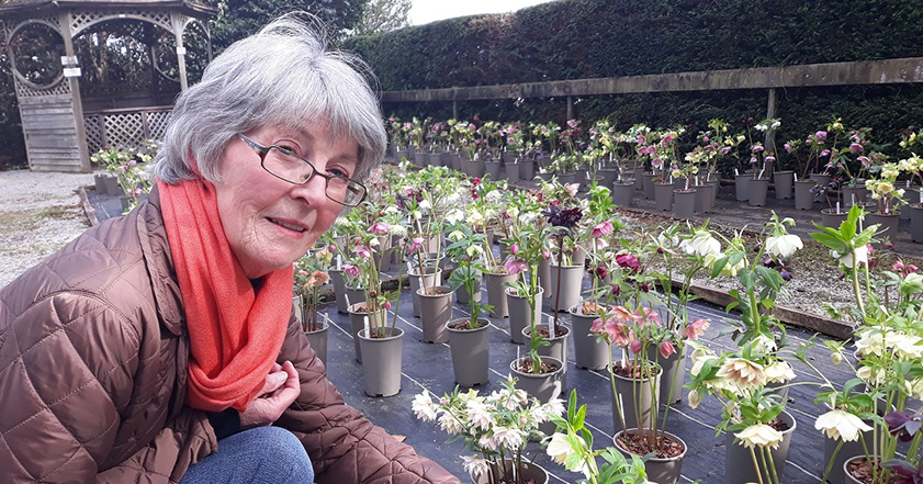 Woman next to Hellebore flowers