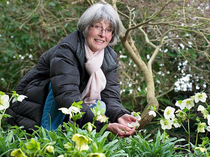 woman tending to her hellebores