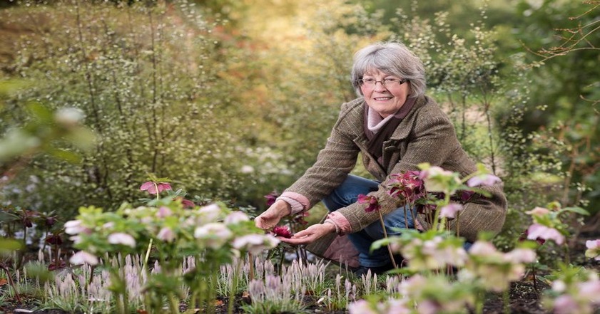 Wendy Perry pictured with brightly coloured hellebores.