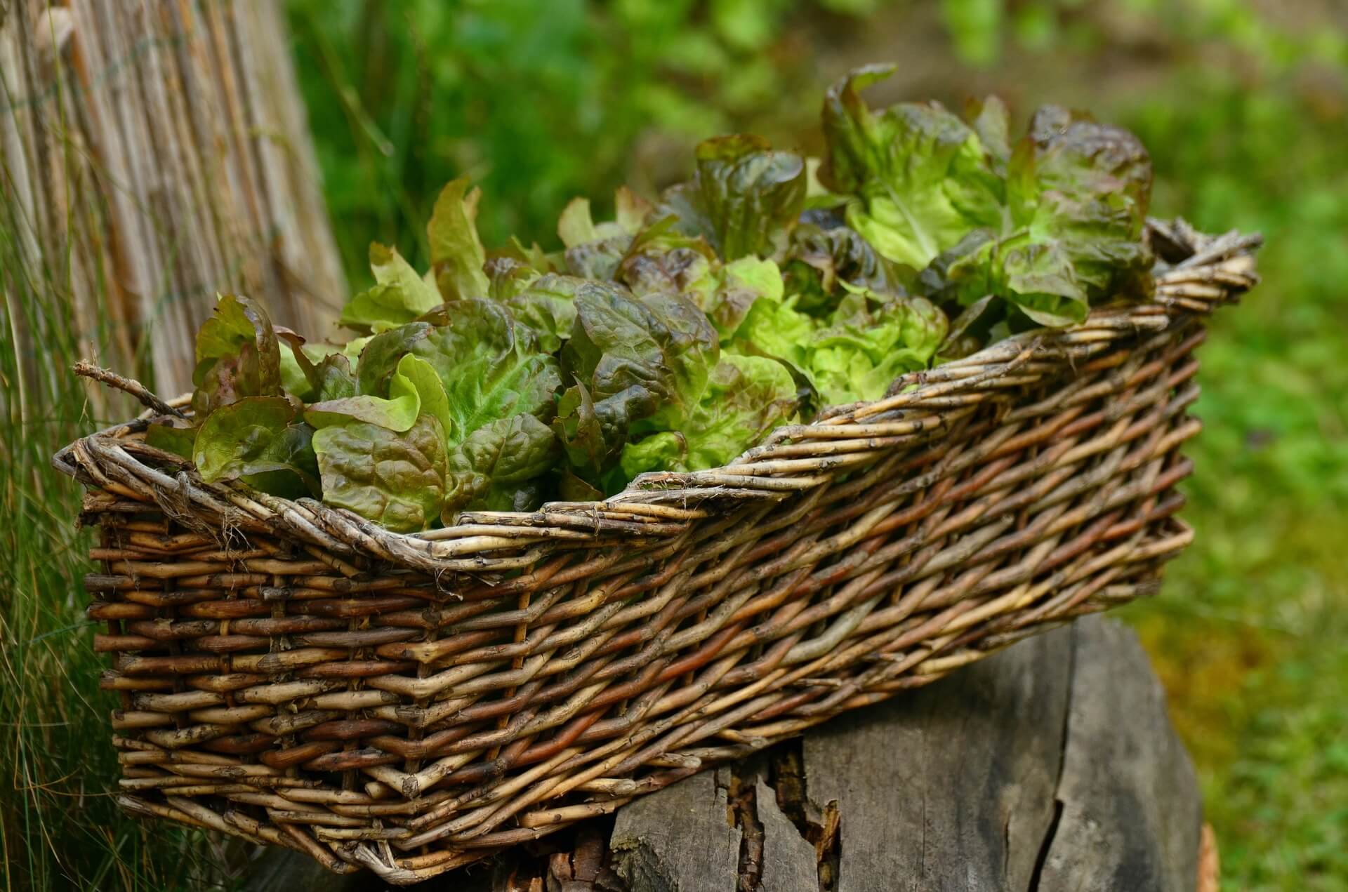 A basket of lettuce