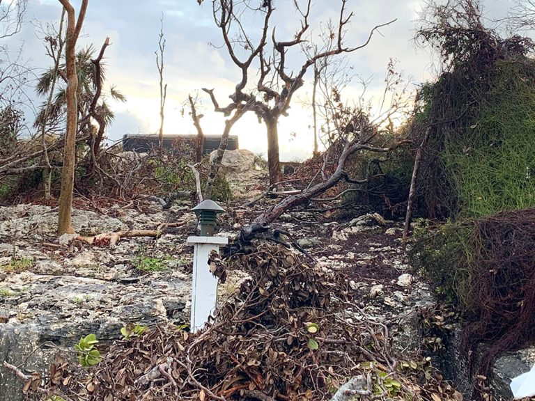 Woodland damaged by Hurricane Dorian in the Bahamas